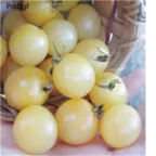 19usd Prodgf 6000Pcs A Set Chocolate Giant Many Series Tomato seed
