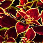 19usd Prodgf 9000Pcs A Set Plectranthus scutellarioides Coleus Blumei seed