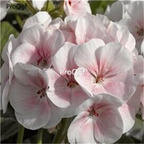 19usd Prodgf 2000Pcs A Set Hydrangea Flower seed
