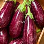 19usd Prodgf 6000Pcs A Set Solanum melongena Eggplant seed