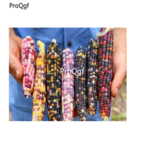 19usd Prodgf 500Pcs A Set Rainbow Colorful Corn seed