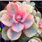 19usd Prodgf 3Pcs A Set Echeveria Rainbow plant