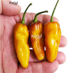 19usd Prodgf 6000Pcs A Set pimenta puma Pepper seed