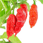 19usd Prodgf 6000Pcs A Set ghost pepper bhut jolokia seed