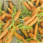 19usd Prodgf 5000Pcs A Set many series Radish seed