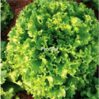 19usd Prodgf 30000Pcs A Set Natural Native Lettuce seed