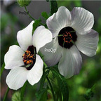 Prodgf 3000Pcs A Set simple love Hibiscus Flower Seed