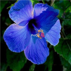 29usd Prodgf 3000Pcs A Set beautiful blue Hibiscus Flower Seed