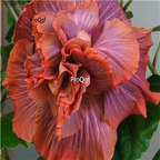 29usd Prodgf 3000Pcs A Set royal chocolate Hibiscus Flower Seed