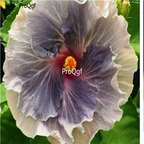 29usd Prodgf 3000Pcs A Set purple with white edge Hibiscus Flower Seed