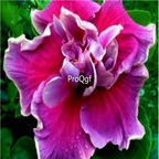 29usd Prodgf 3000Pcs A Set tropical purple Hibiscus Flower Seed