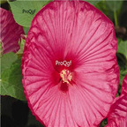 29usd Prodgf 3000Pcs A Set luna princess Hibiscus Flower Seed