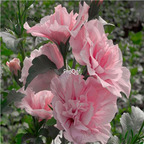 29usd Prodgf 3000Pcs A Set pink princess Hibiscus Flower Seed