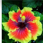 29usd Prodgf 3000Pcs A Set Red with yellow edge princess Hibiscus Flower Seed