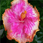 29usd Prodgf 3000Pcs A Set purple orange edge princess Hibiscus Flower Seed