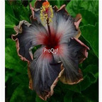 29usd Prodgf 3000Pcs A Set black with brown edge Hibiscus Flower Seed