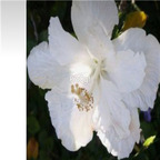 29usd Prodgf 3000Pcs A Set white angel Hibiscus Flower Seed