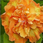 29usd Prodgf 3000Pcs A Set fire angel Hibiscus Flower Seed