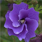 29usd Prodgf 3000Pcs A Set australian blue Hibiscus Flower Seed