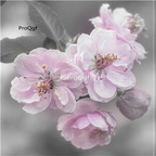 19usd Prodgf 500Pcs A Set Cherry Blossom Seed