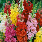 19usd Prodgf 9000Pcs A Set Rainbow Antirrhinum majus Seed