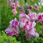 19usd Prodgf 9000Pcs A Set purple white double Antirrhinum majus Seed