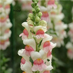 19usd Prodgf 9000Pcs A Set snapdragon Antirrhinum majus Seed