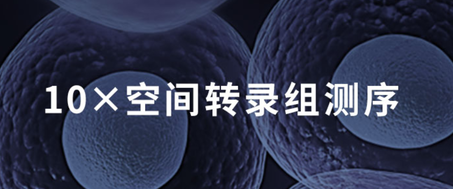 10x空间转录组测序