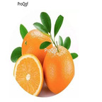 19usd Prodgf 1000pcs A Set Paramignya confertifolia Oil seed