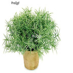 Prodgf 1000pcs a set Rosmarinus officinalis seed