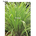 29usd Prodgf 1000Pcs A Set Cymbopogon citratus seed