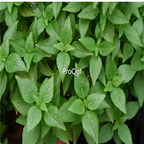 29usd Prodgf 300Pcs A Set Origanum vulgare seed