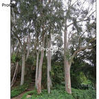 29usd Prodgf 1000Pcs A Set Eucalyptus citriodora seed