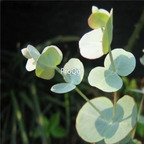 29usd Prodgf 1000Pcs A Set Eucalyptus Gunnii seed
