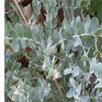 29usd Prodgf 1000Pcs A Set Eucalyptus cinerea seed