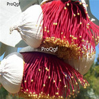 29usd Prodgf 1000Pcs A Set Eucalyptus rhodantha seed