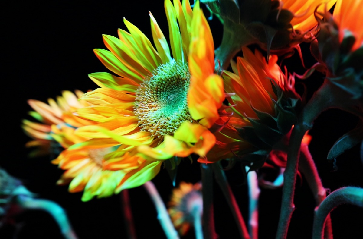 青年艺术家刘娃个展《午夜魑魅》即将在上海登陆