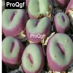 39usd Prodgf 100pcs a set Conophytum pageae CR.1329 seed