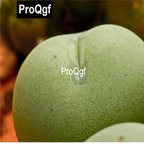 39usd Prodgf 100pcs a set Conophytum globosum seed