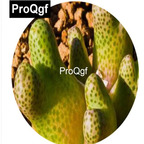 39usd Prodgf 100pcs a set Conophytum marginatum haramoepense seed