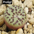 39usd Prodgf 100pcs a set Conophytum obcordellum mundum Kantoorshoek seed