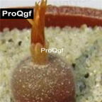 39usd Prodgf 100pcs a set conophytum depressum cr1563 seed