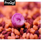 39usd Prodgf 100pcs a set conophytum RR723 seed