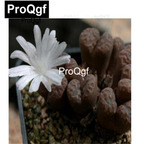 39usd Prodgf 100pcs a set conophytum pellucidum argent TS460 seed