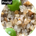 39usd Prodgf 100pcs a set Conophytum MG1449.19 Seed