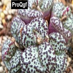 39usd Prodgf 100pcs a set Conophytum obcordellum CR1306 seed