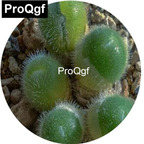 39usd Prodgf 100pcs a set Conophytum stephanii Flickr seed