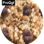 39usd Prodgf 100pcs a set Conophytum Makin’s Plum seed