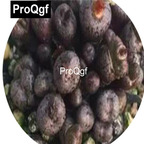 39usd Prodgf 100pcs a set Conophytum comptonii SH.312 85 Matsikamma seed