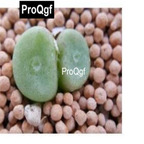 39usd Prodgf 100pcs a set Conophytum bolusiae SB1099 seed